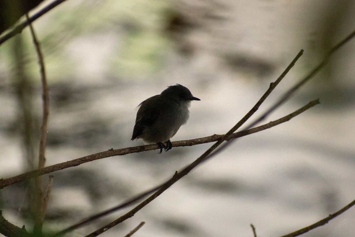 Sooty Tyrannulet - Ezequiel Racker