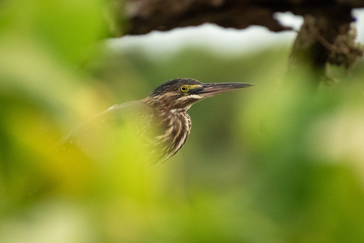 Striated Heron - ML615328139