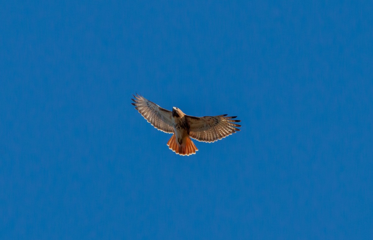 Red-tailed Hawk - ML615328152