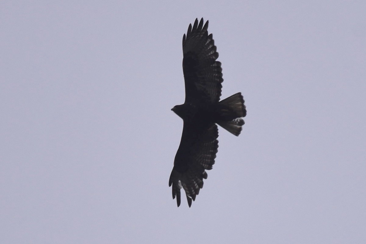 Red-tailed Hawk (Harlan's) - Max Rabinowitz