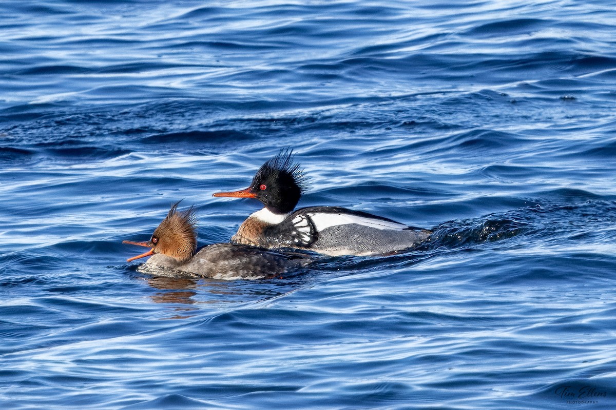 Red-breasted Merganser - ML615328249