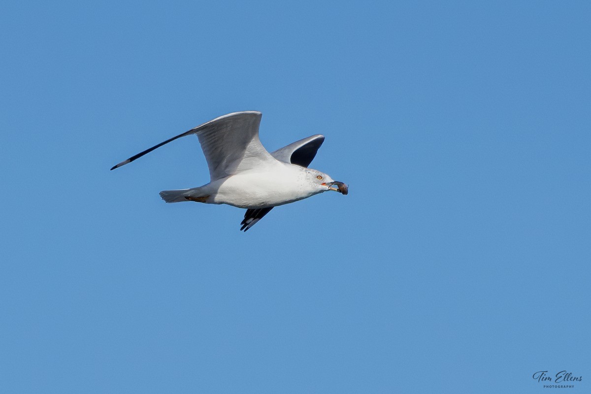 Ring-billed Gull - Tim Ellens