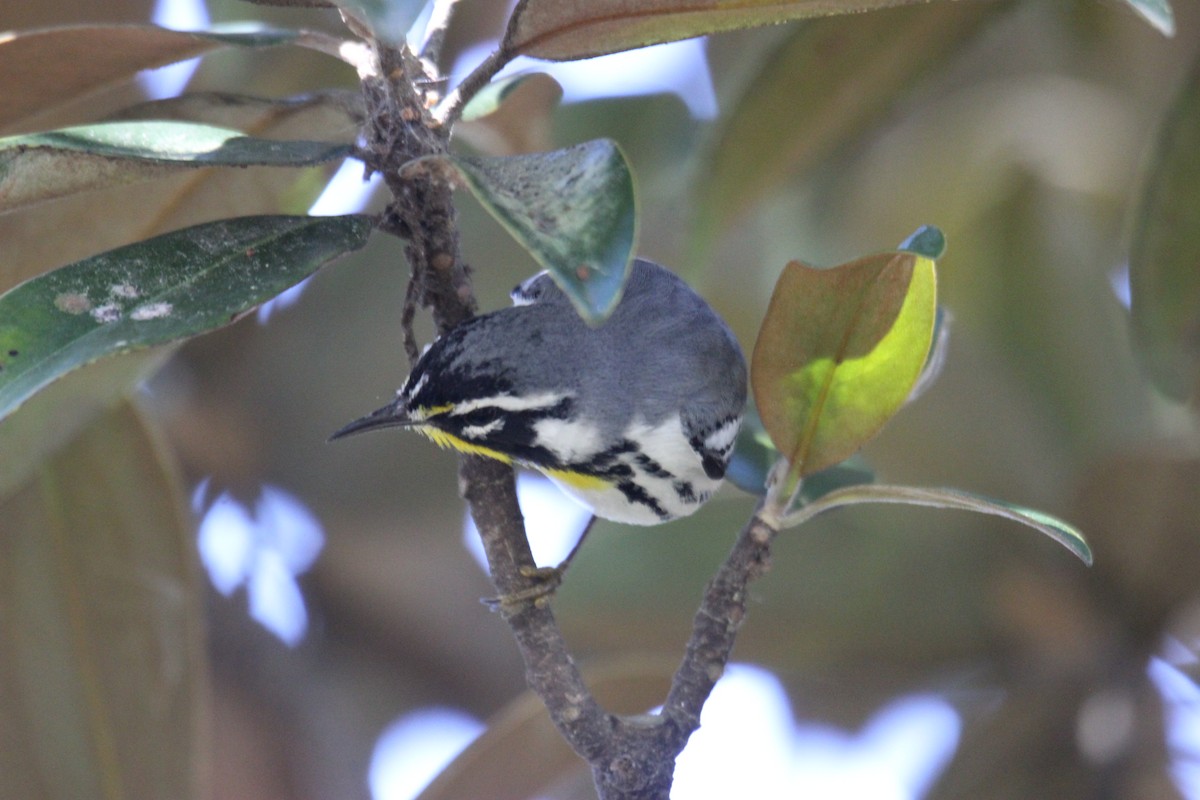 Yellow-throated Warbler - Michael Brady