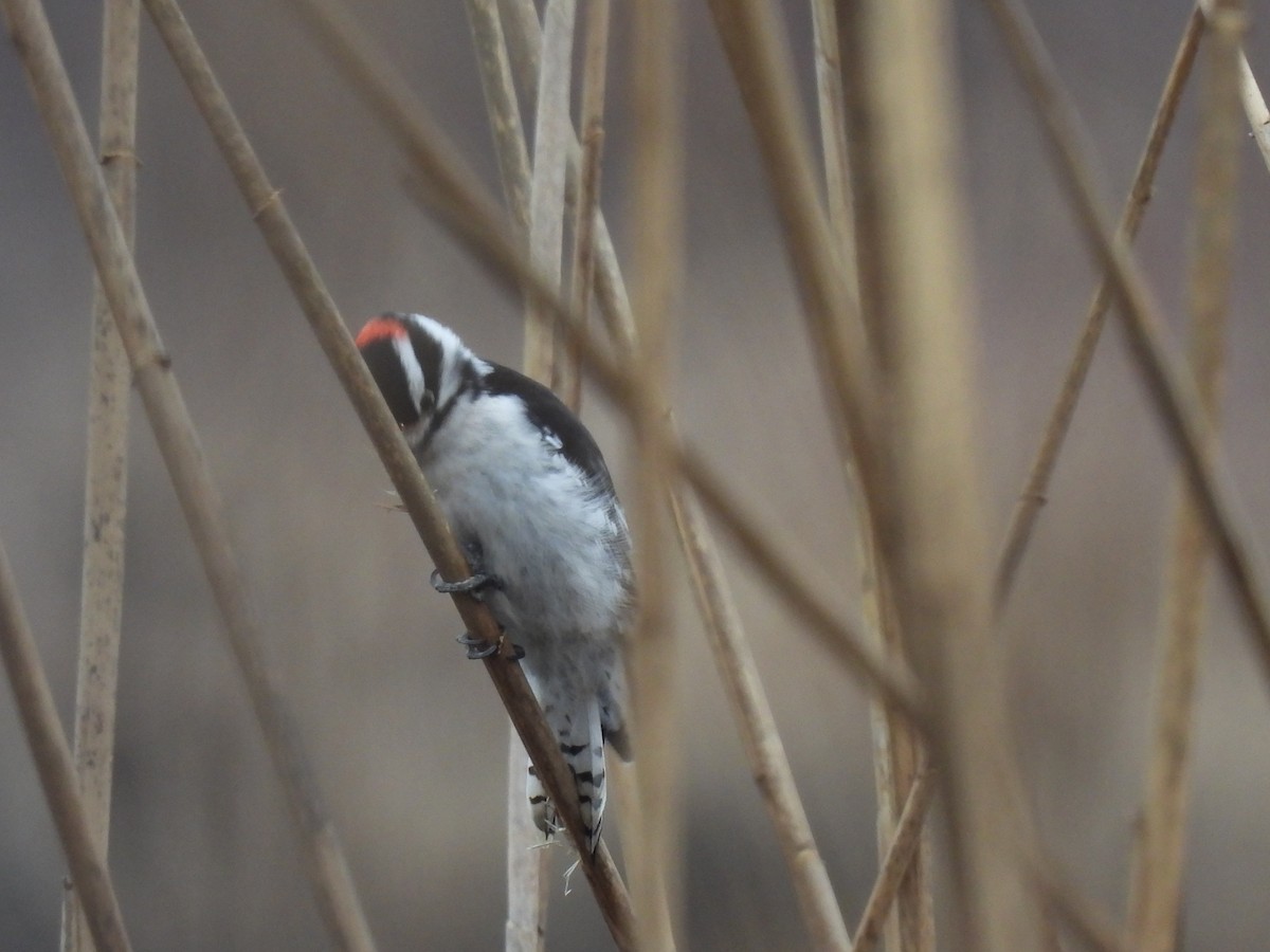 Downy Woodpecker - ML615328279