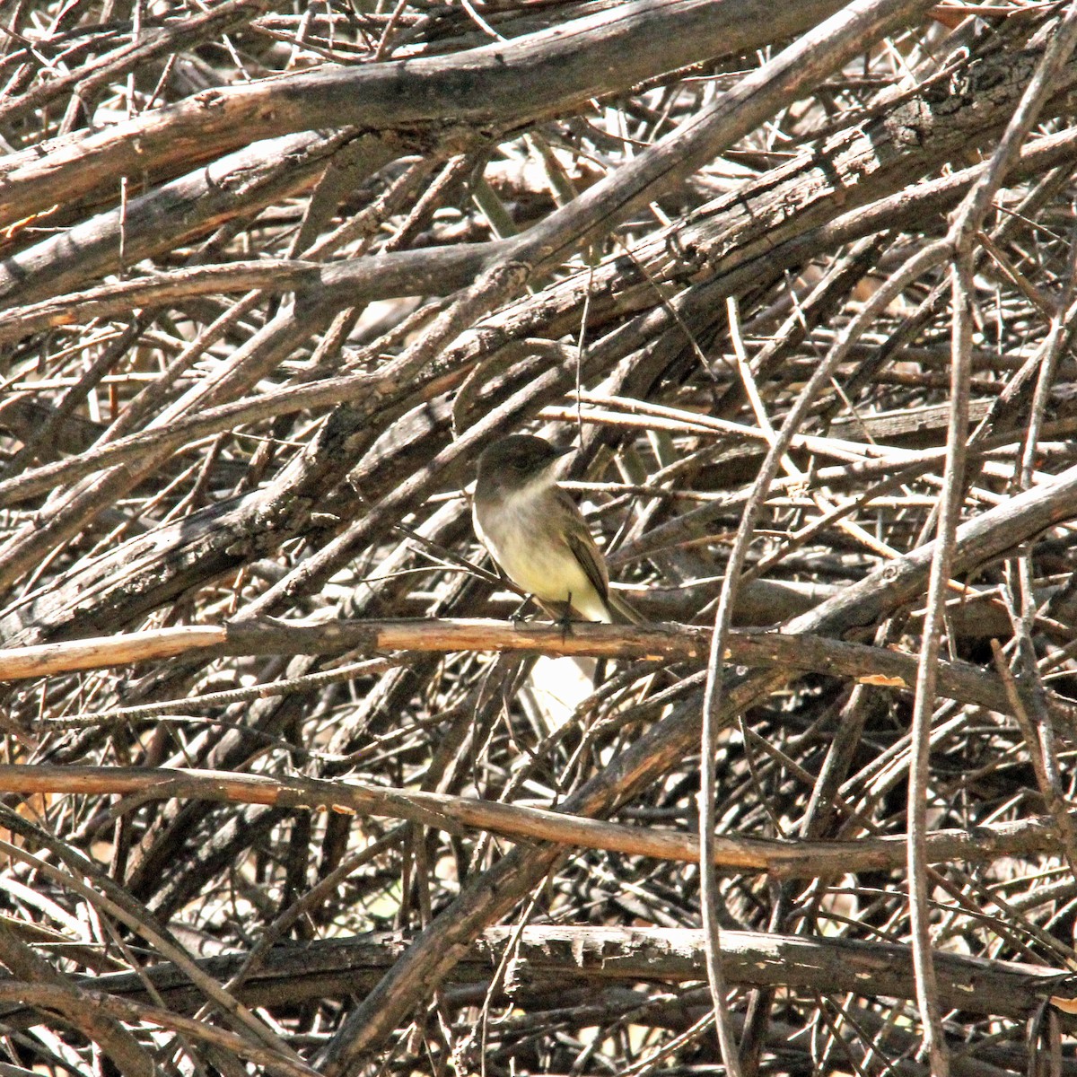 Eastern Phoebe - Ken Murphy