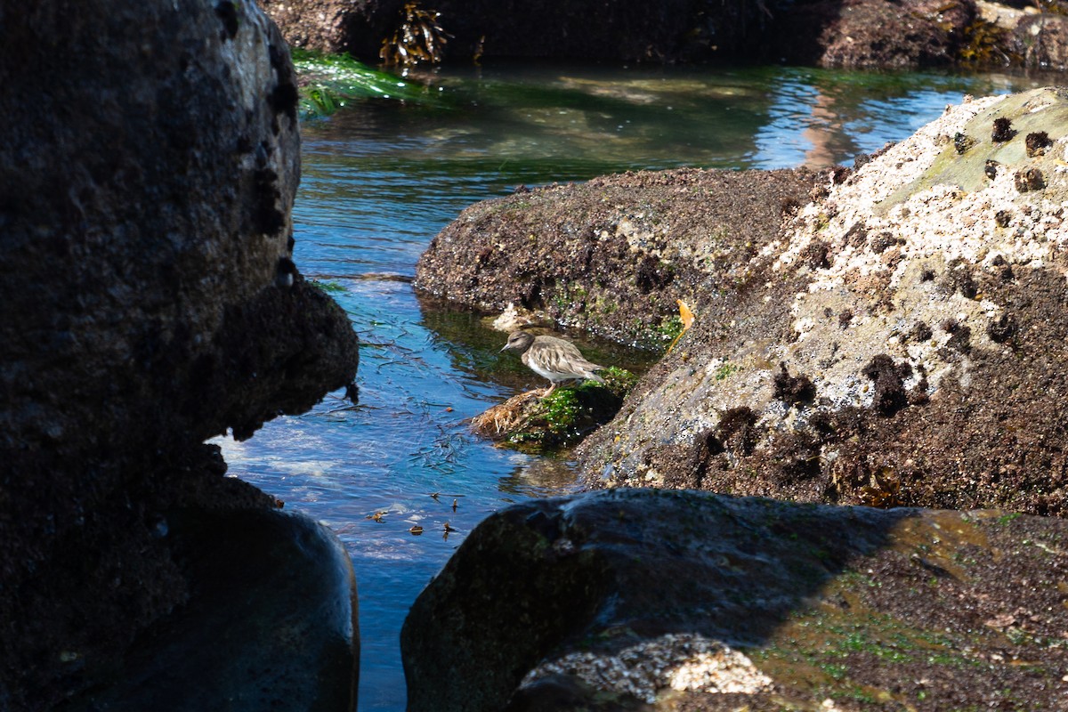 Black Turnstone - ML615328354