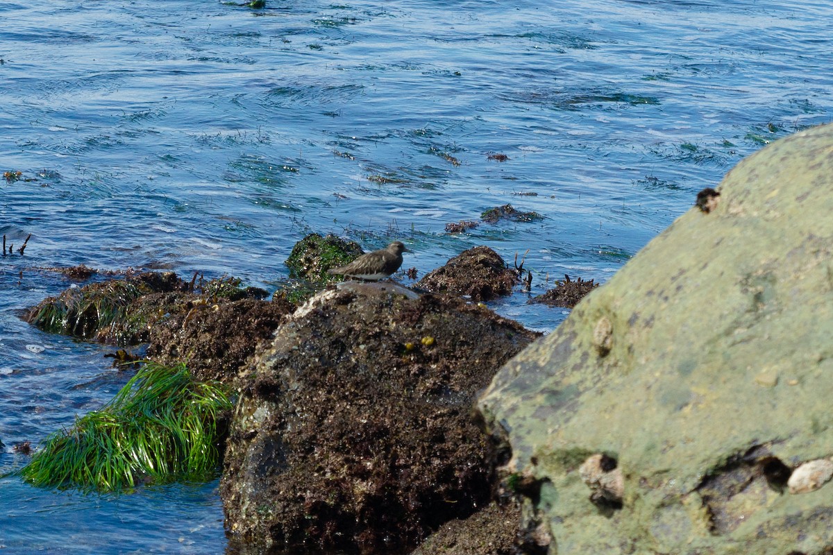 Black Turnstone - ML615328355