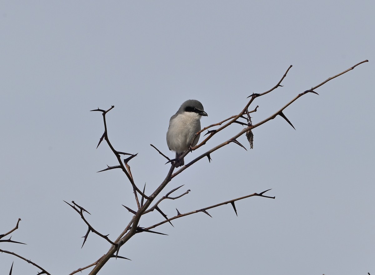 Loggerhead Shrike - Donald Casavecchia