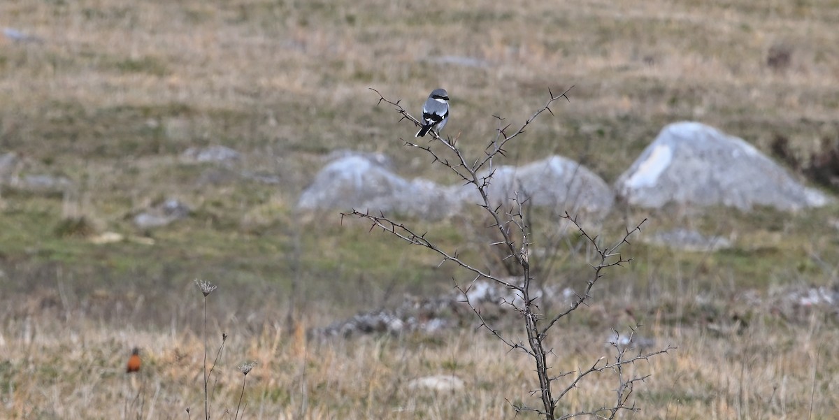 Loggerhead Shrike - ML615328418