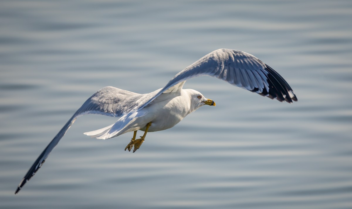 Ring-billed Gull - Harvey Fielder