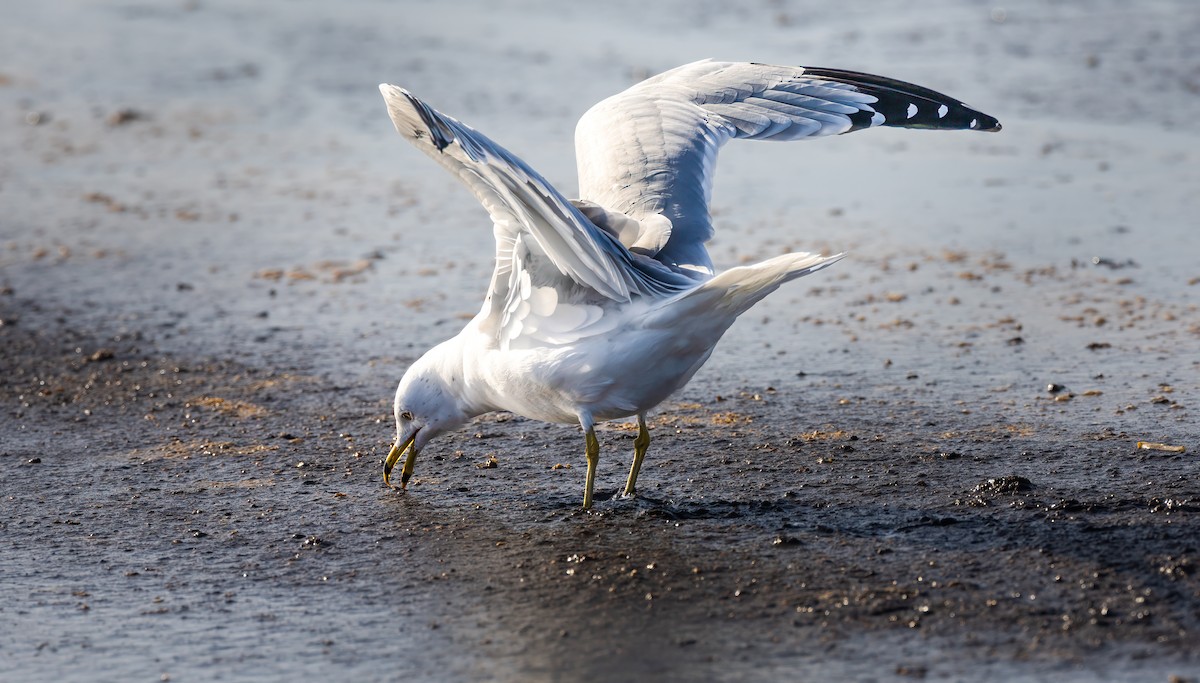 Ring-billed Gull - Harvey Fielder