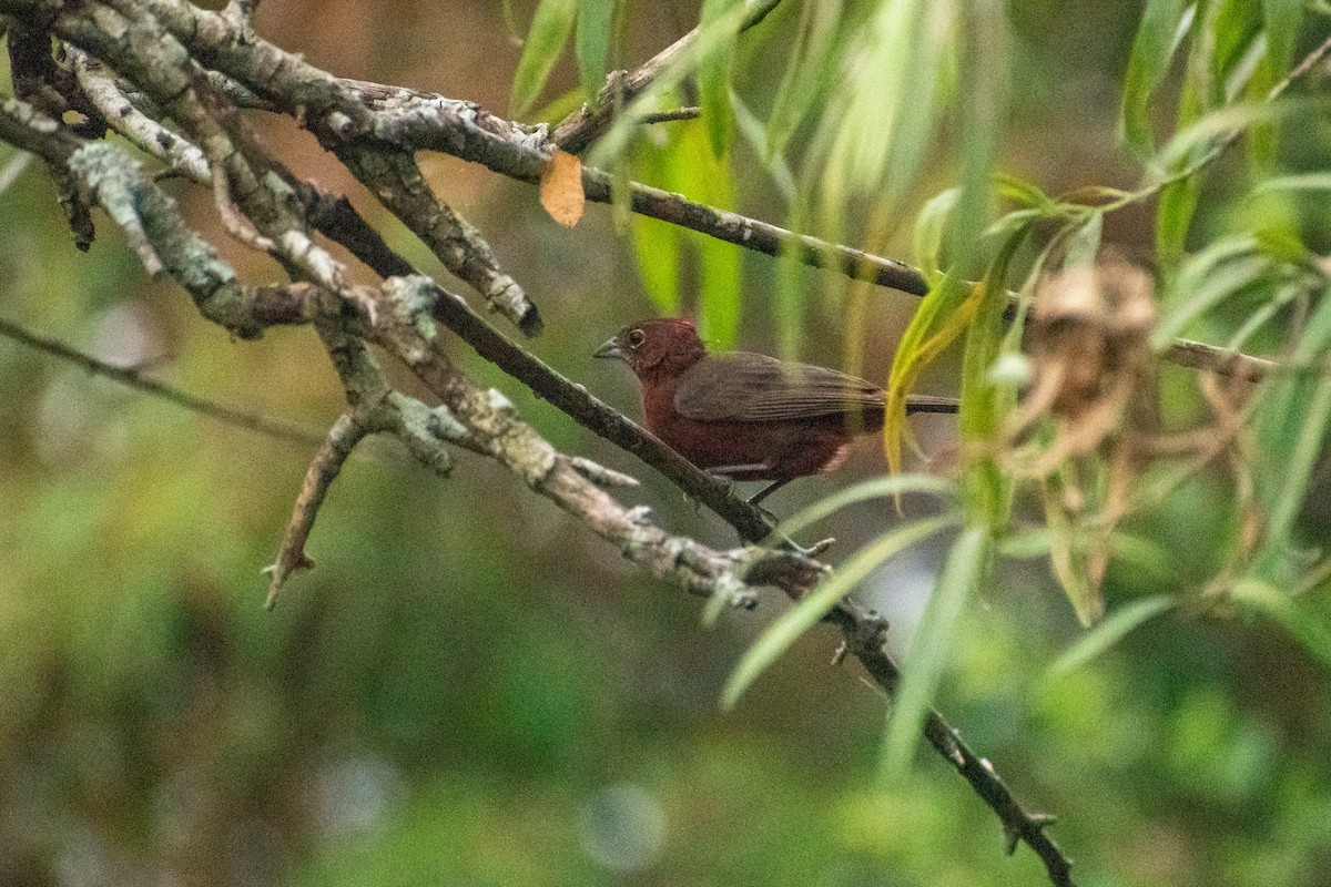 Red-crested Finch - Ezequiel Racker