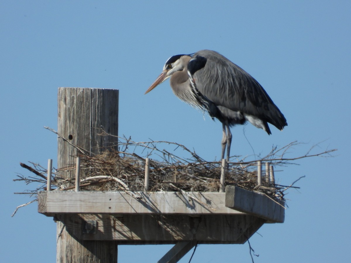 Great Blue Heron - ML615328481