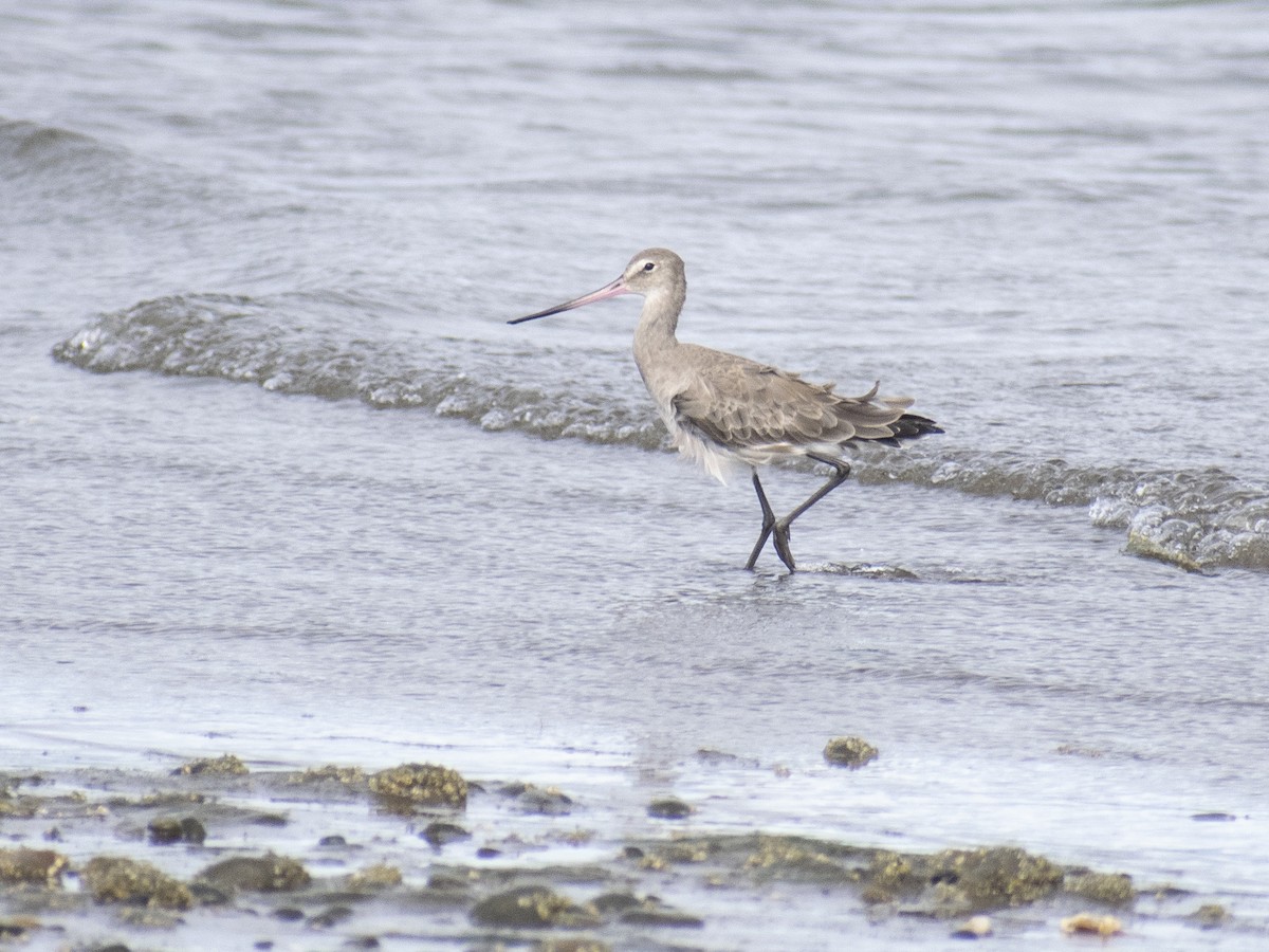 Hudsonian Godwit - Daniela Diaz