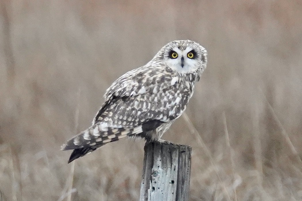 Short-eared Owl - ML615328507