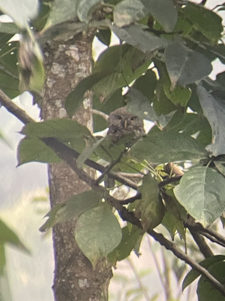 Asian Barred Owlet - ML615328536