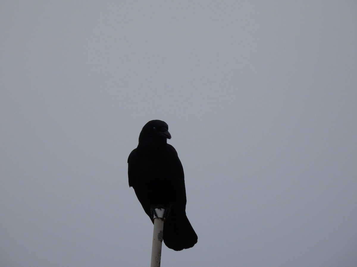 American Crow - Emily Szczypek