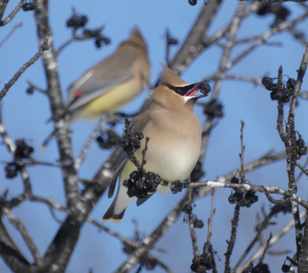 Cedar Waxwing - ML615328605