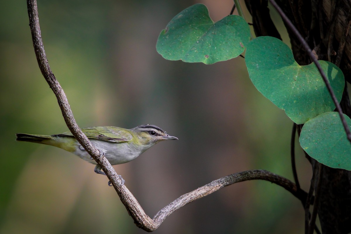 Vireo Chiví - ML615328641