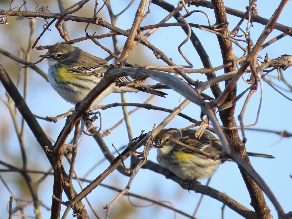 Yellow-rumped Warbler (Myrtle) - ML615328709