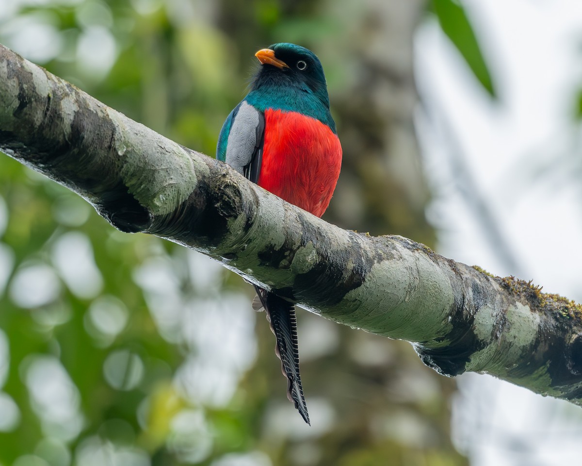 Lattice-tailed Trogon - Andrés Paniagua