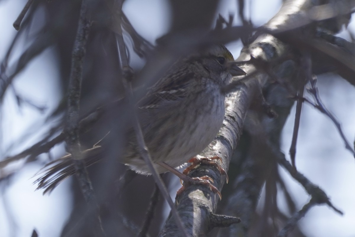 White-throated Sparrow - Greg Hertler