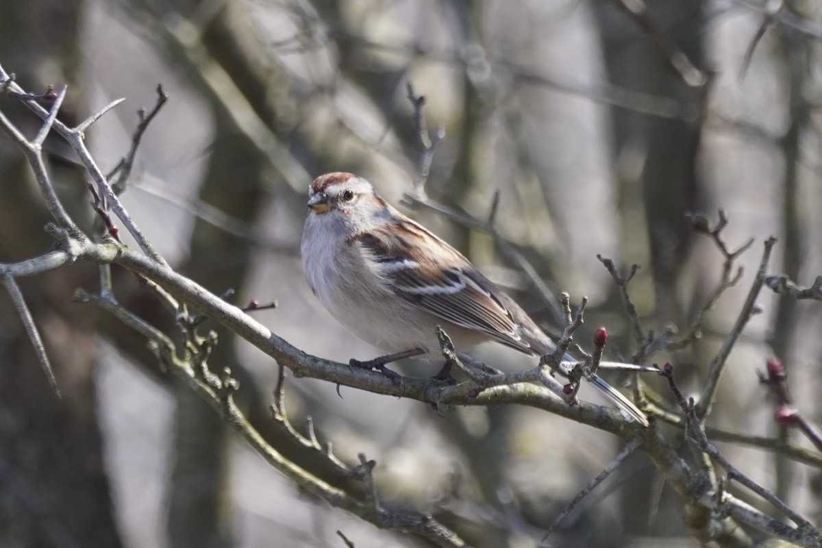 American Tree Sparrow - Greg Hertler