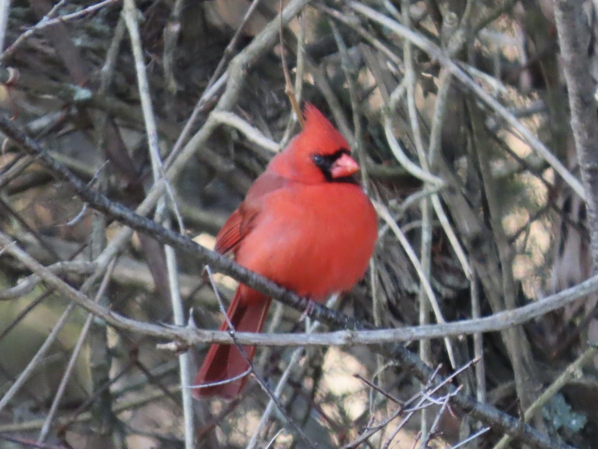 Northern Cardinal (Common) - ML615328755