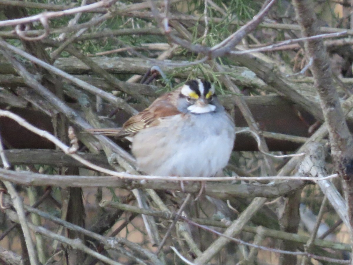 White-throated Sparrow - ML615328761