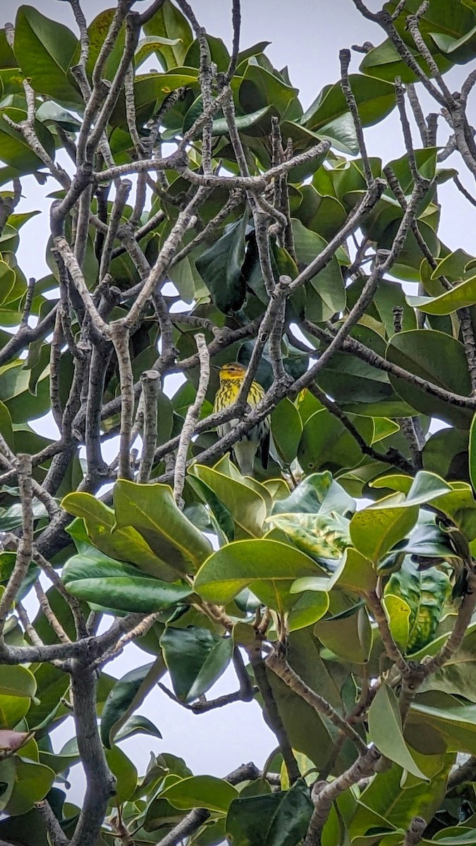 Cape May Warbler - ML615328835