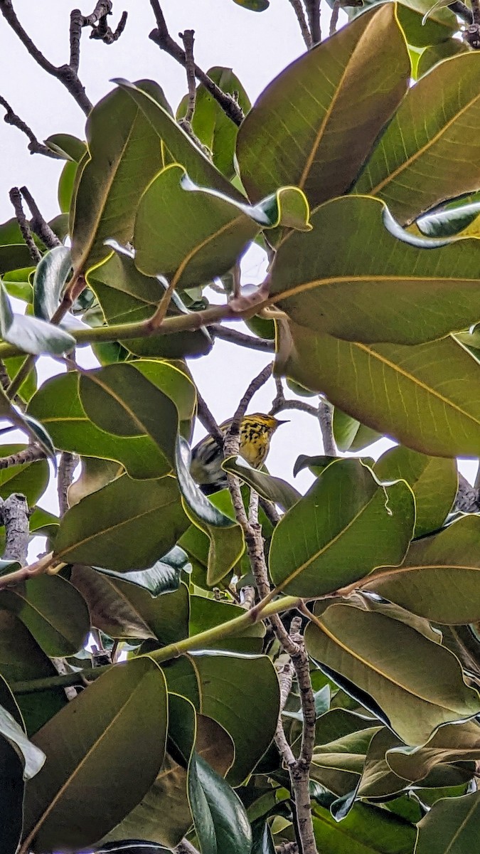 Cape May Warbler - ML615328844