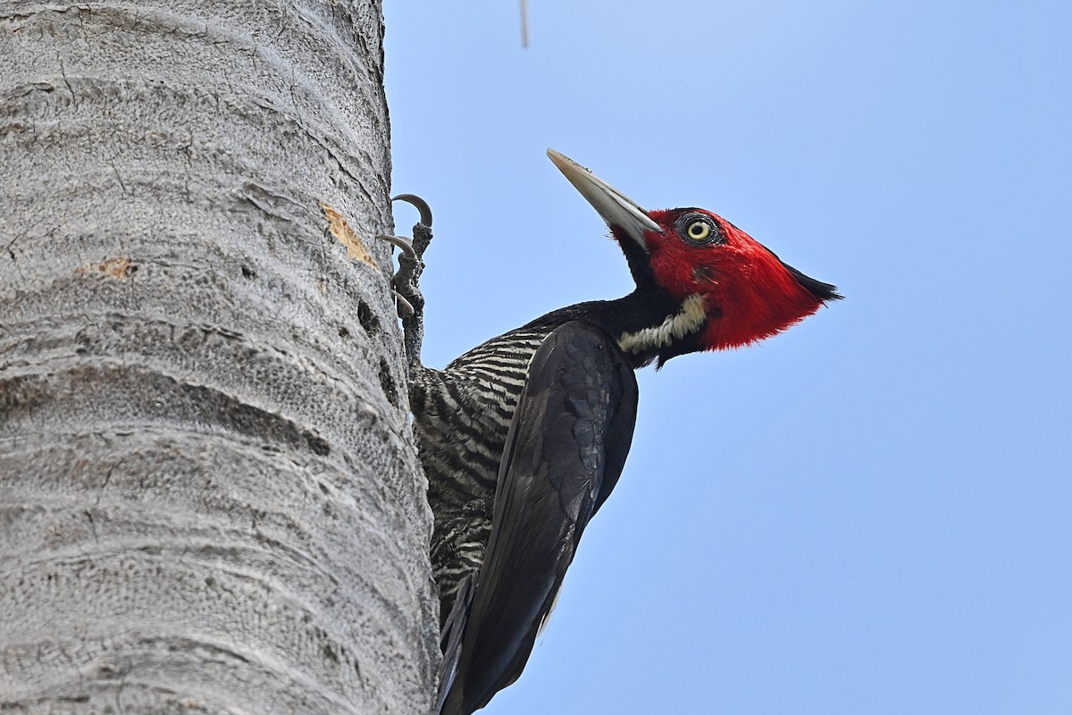 Pale-billed Woodpecker - André Lanouette