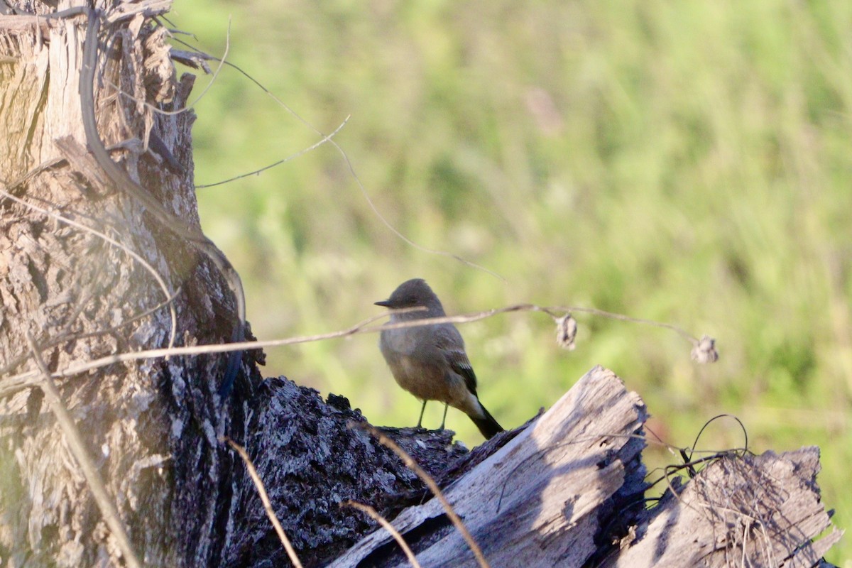 Say's Phoebe - ML615329092