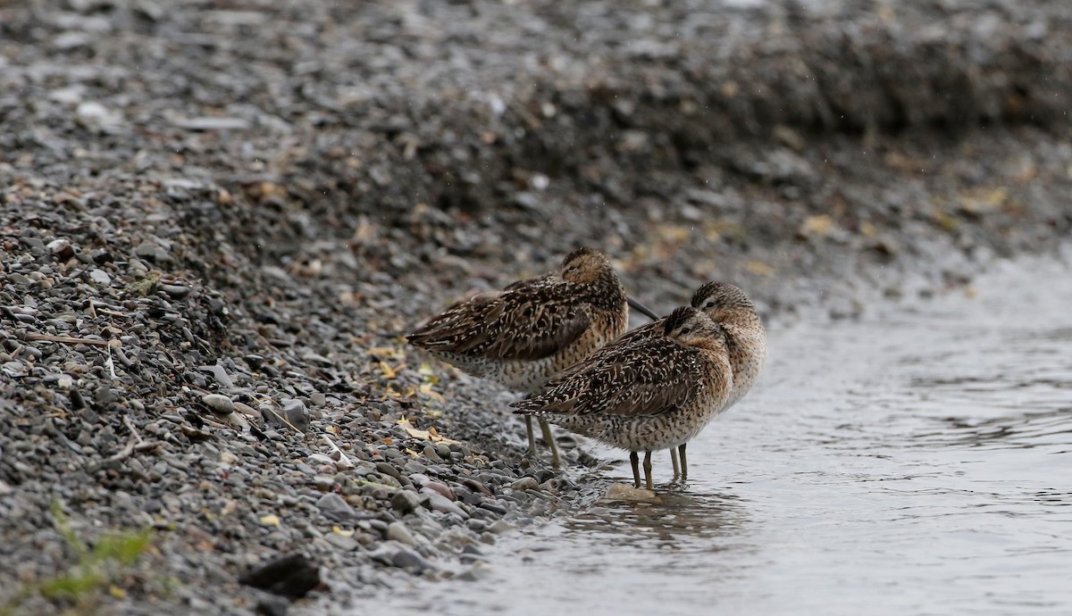 Short-billed Dowitcher (griseus) - ML61532911