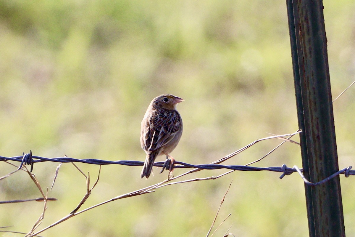 Grasshopper Sparrow - Carlos G