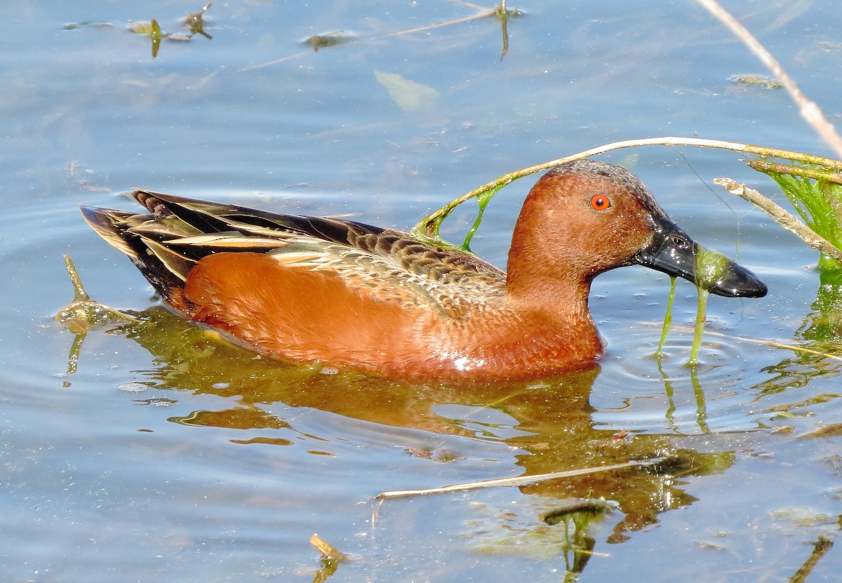 Cinnamon Teal - ML615329132