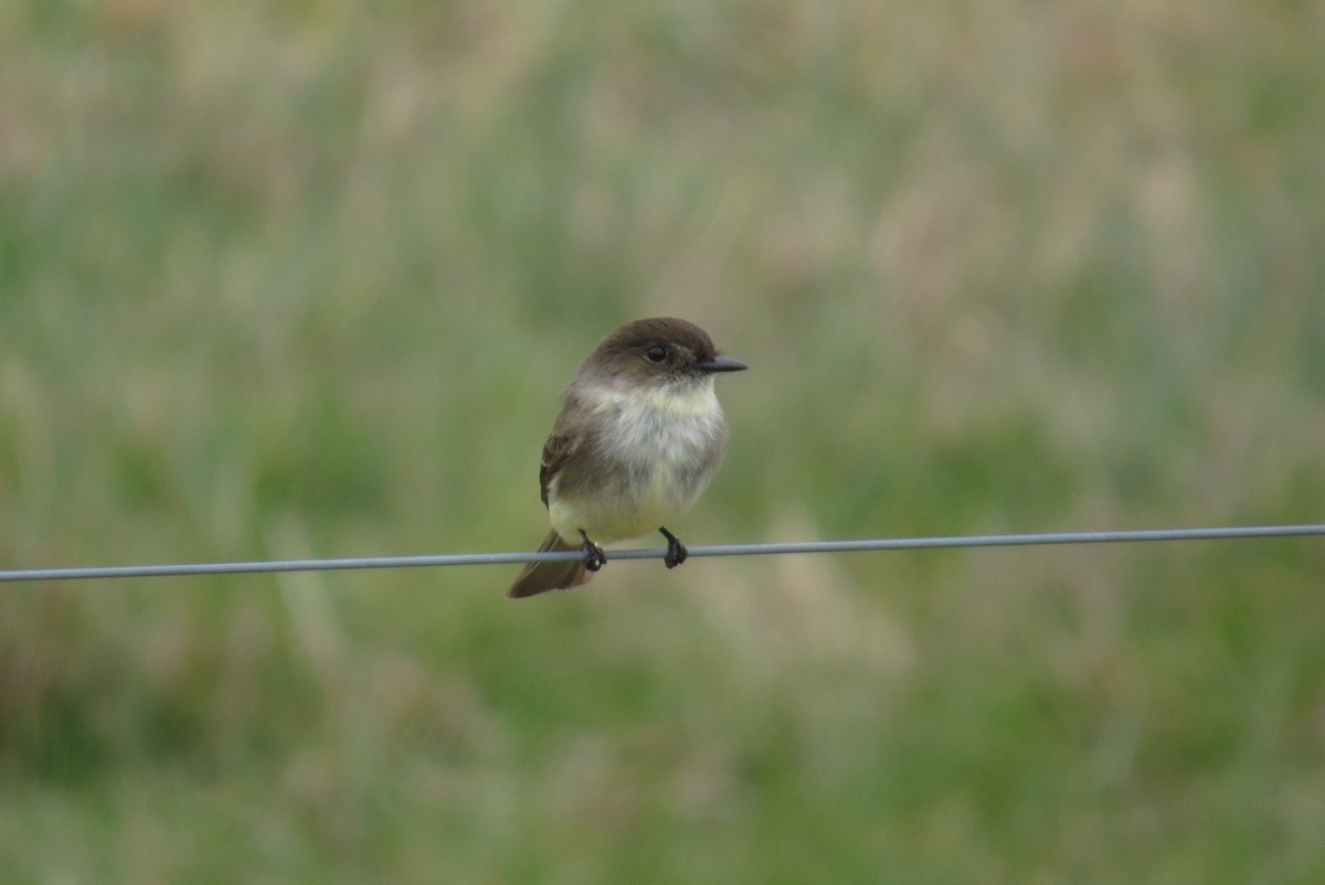 Eastern Phoebe - ML615329137