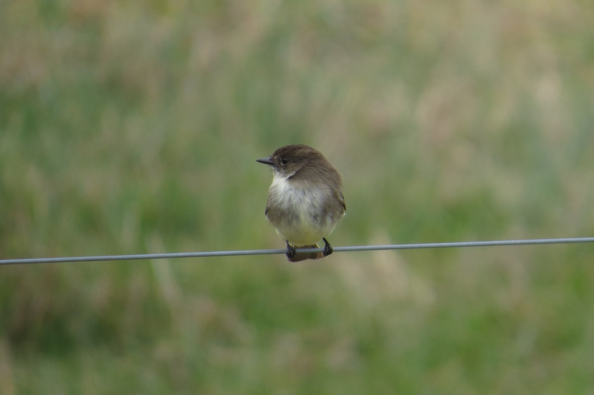 Eastern Phoebe - ML615329138