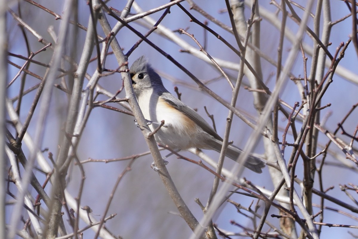 Tufted Titmouse - ML615329139