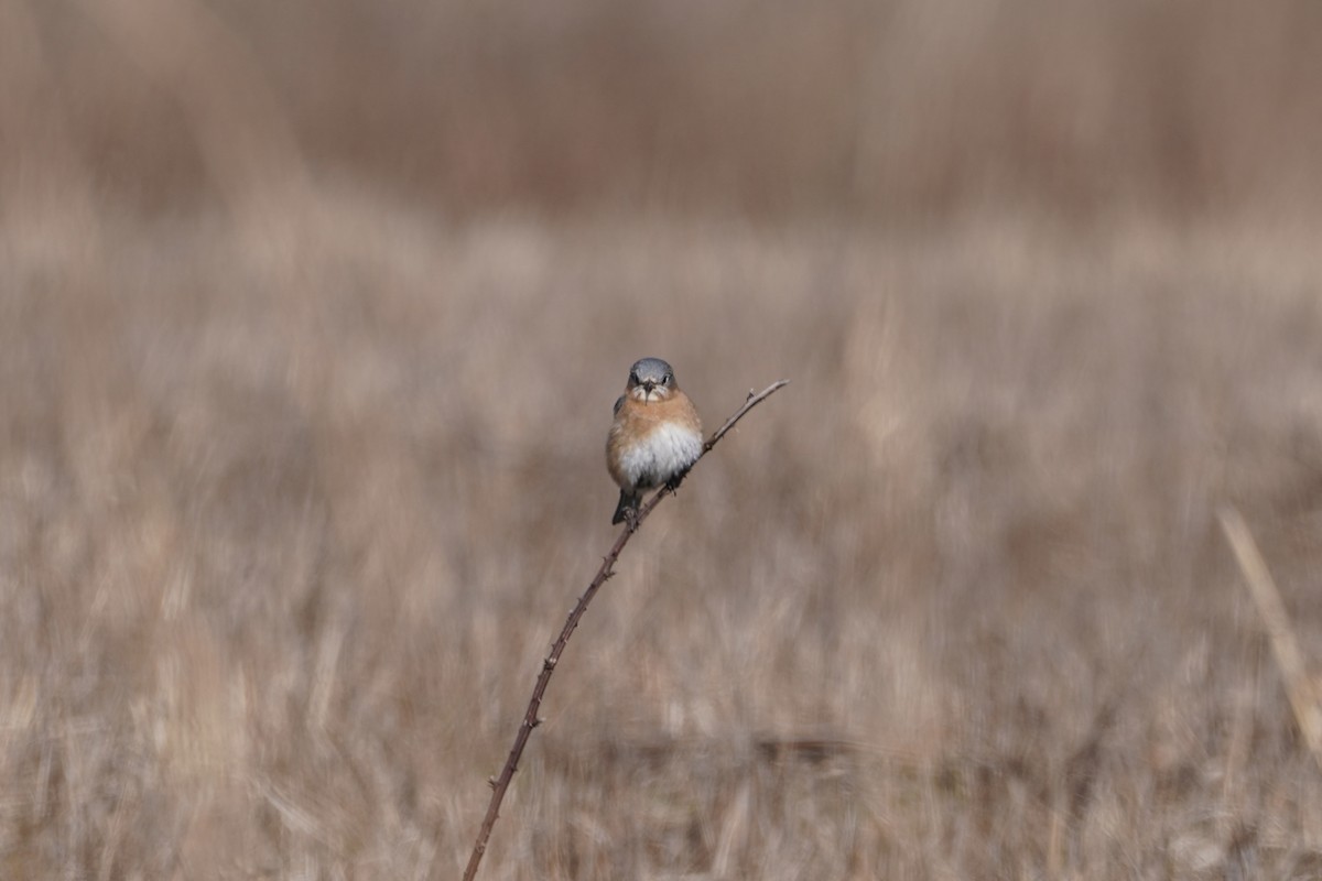 Eastern Bluebird - ML615329160