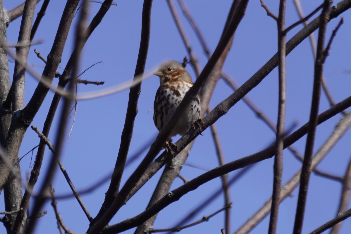 Fox Sparrow - Greg Hertler