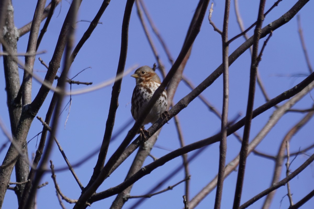 Fox Sparrow - Greg Hertler