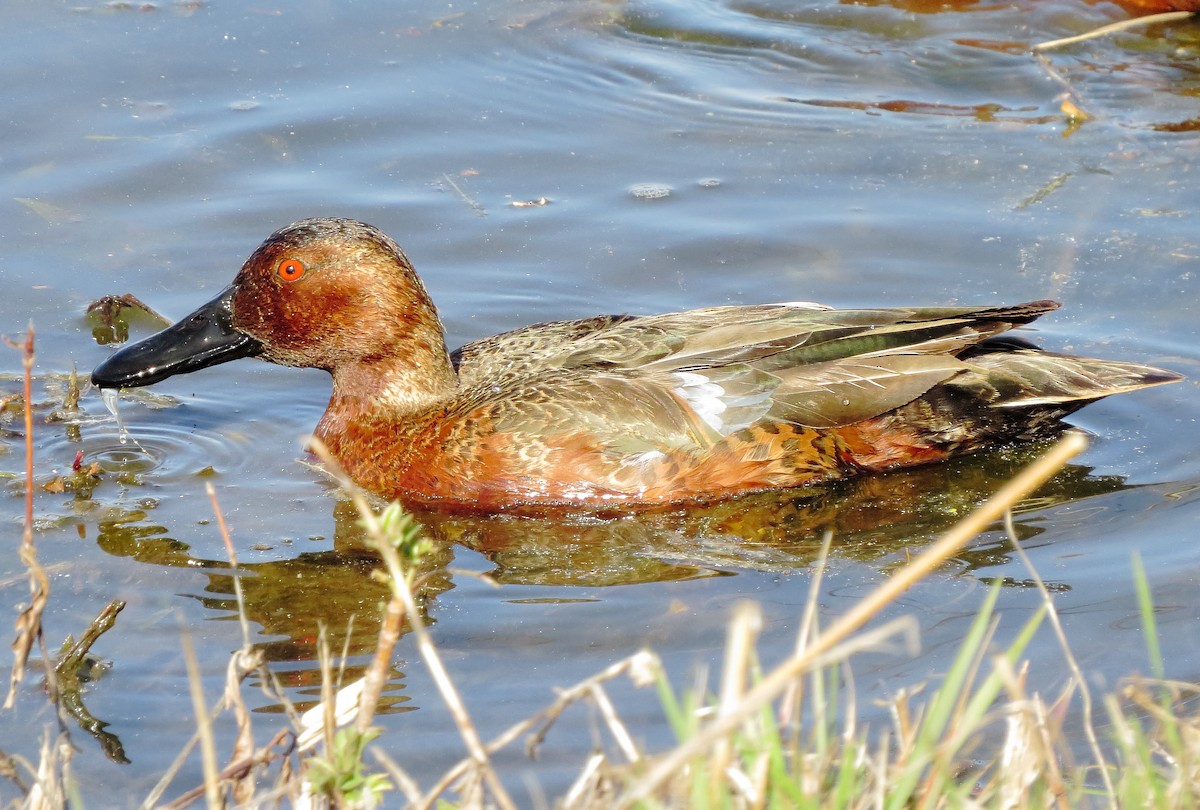 Cinnamon Teal - ML615329183