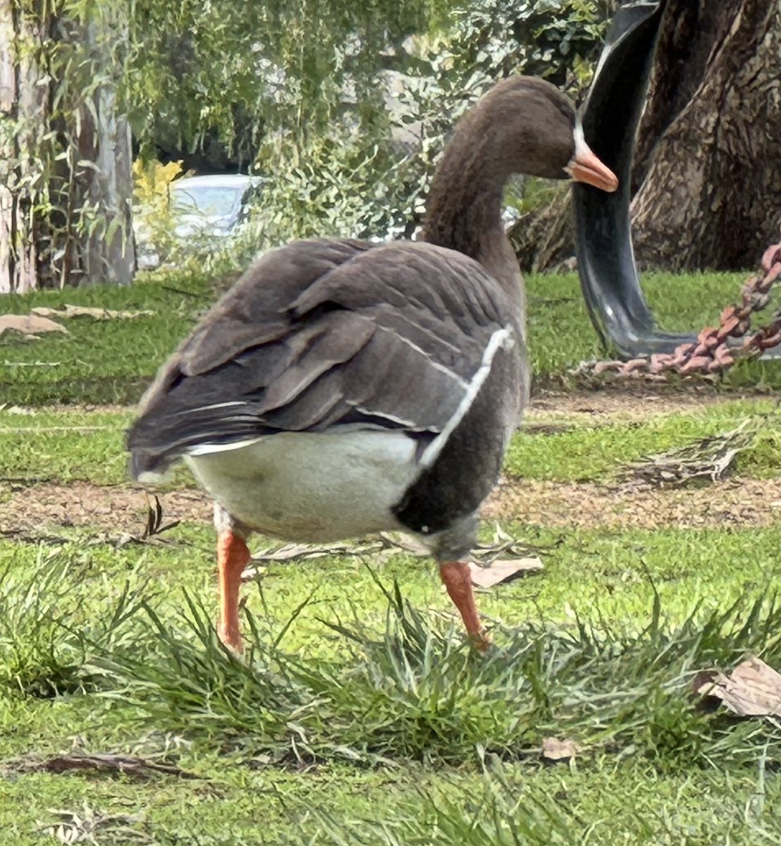 Greater White-fronted Goose - ML615329186