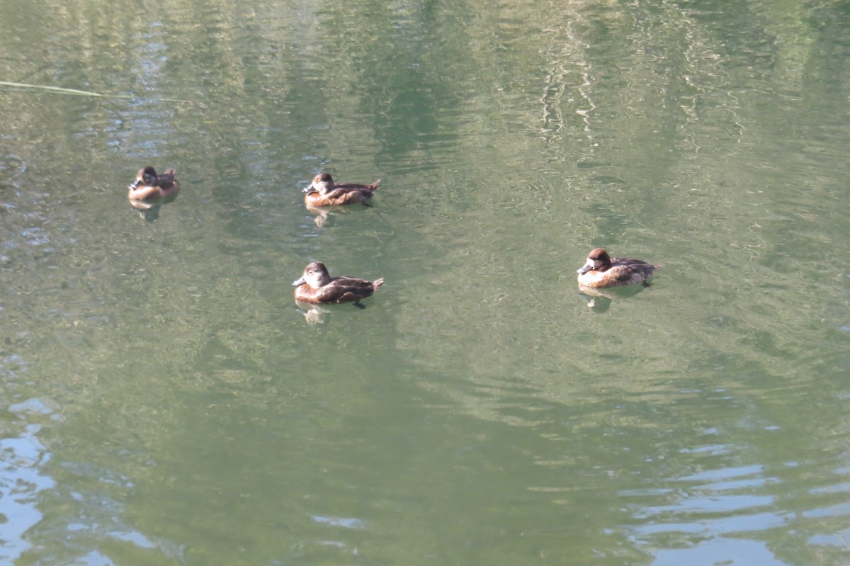 Lesser Scaup - ML615329236