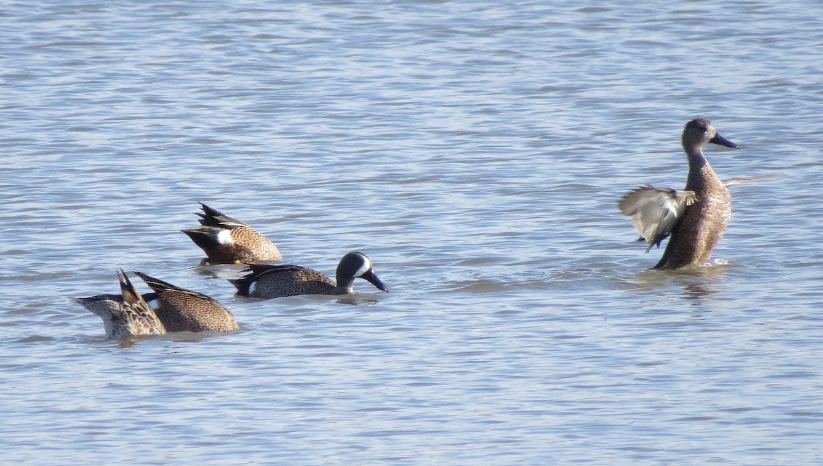 Blue-winged Teal - Bill Carrell