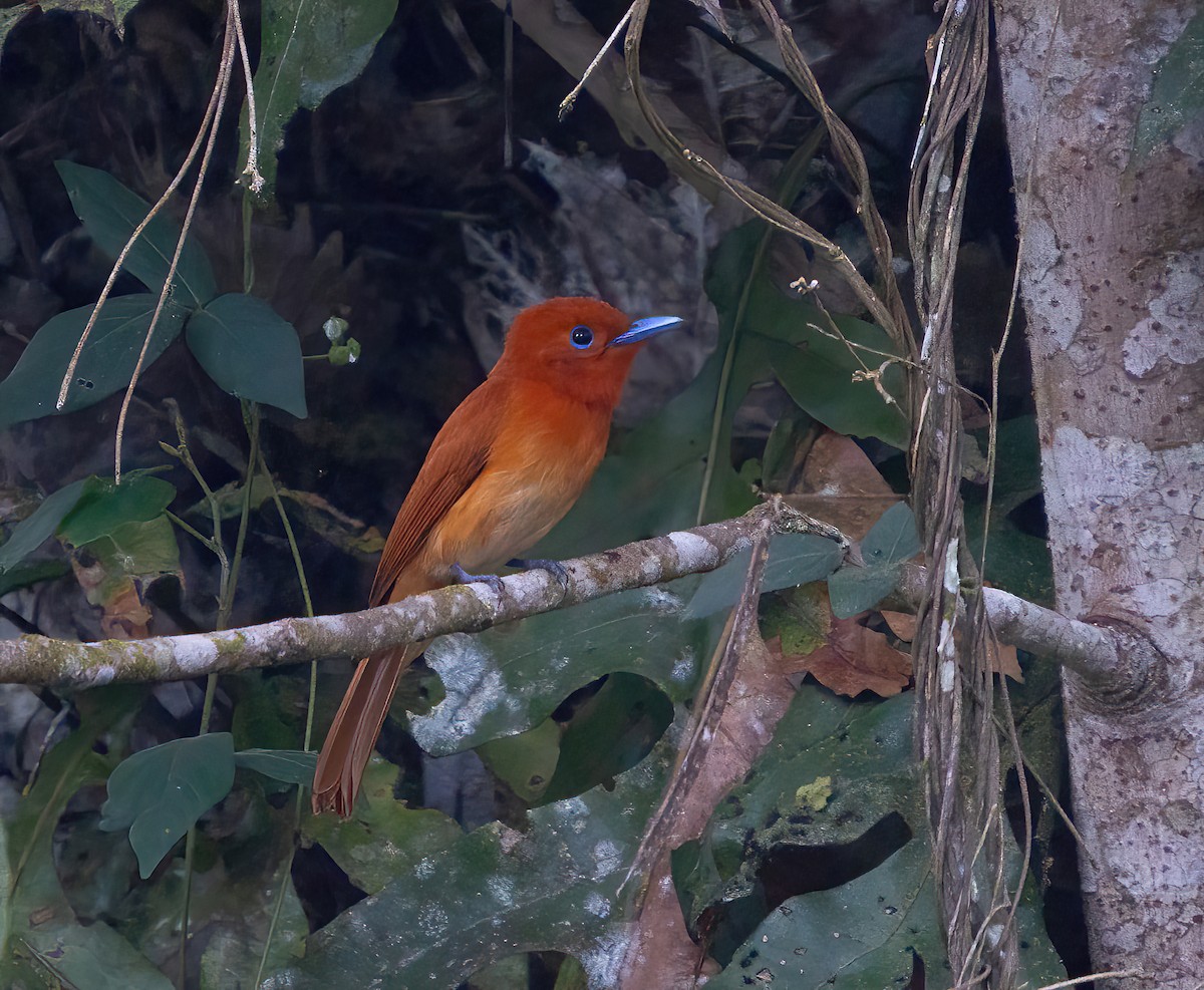 Rufous Paradise-Flycatcher - ML615329329