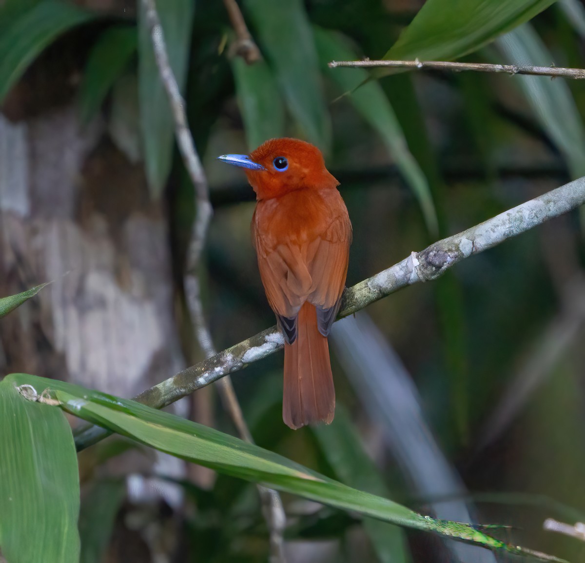 Rufous Paradise-Flycatcher - ML615329332