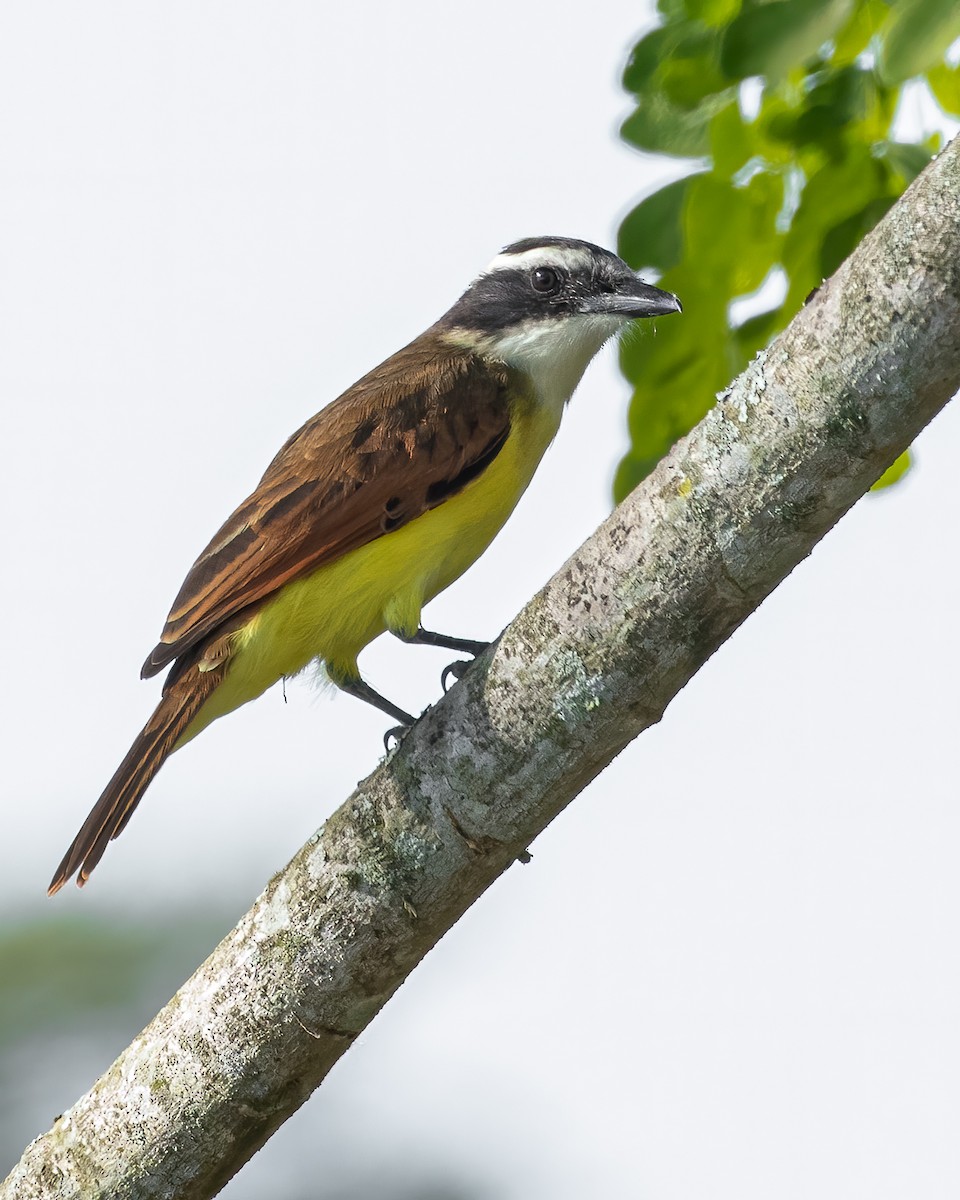 storkiskadi - ML615329335