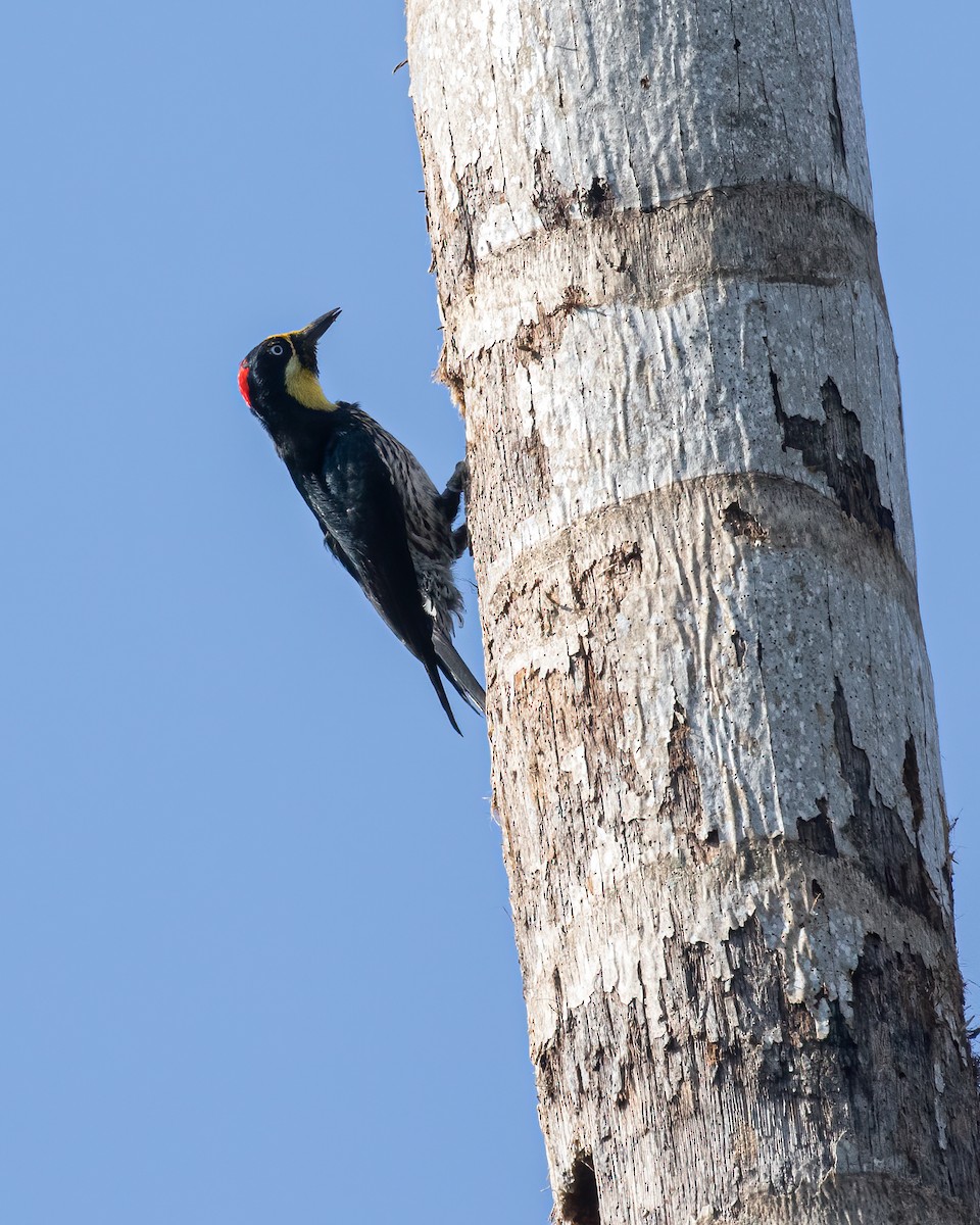 Acorn Woodpecker - David Monroy Rengifo